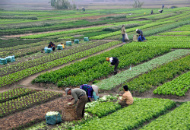 Open a Company in Agriculture in Thailand