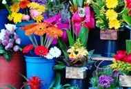 Set Up a Company for Selling Flowers in Thailand